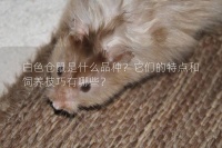 白色仓鼠是什么品种？它们的特点和饲养技巧有哪些？
