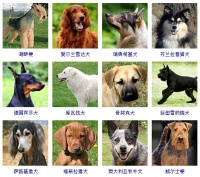 芬兰犬种大全:探索最受欢迎的宠物狗品种