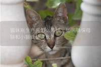 猫咪刚生产完怎么照顾,如何确保母猫和小猫健康成长?