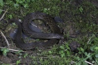 四川发现新物种：华西颈斑蛇