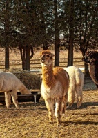 金禾宠物羊驼,湖北鄂州羊驼