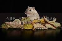 仓鼠吃小米可以吃吗？了解仓鼠饮食的安全与健康建议