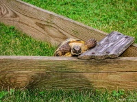 乌龟开心的表现？乌龟笑了：那些你不知道的开心秘密