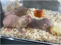 10 种寿命最长的啮齿动物（照片）