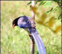 红嘴蓝鹊饲养指南（如何养护这种灵活活泼的宠物鸟）