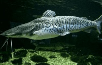 虎鲶怎么养 该鱼喜欢微暗的环境