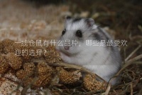 一线仓鼠有什么品种，哪些是最受欢迎的选择？