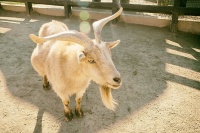 尼日利亚矮山羊品种信息：事实、寿命、行为和护理指南（带图片）