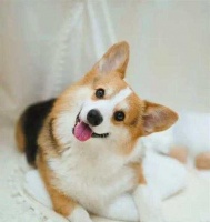 中国小型犬的多样品种及特点（中国小型犬品种概述及适合家庭的选择）