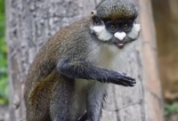 关于银长尾猴的介绍，快来了解一下吧！