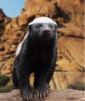 最无所畏惧的动物蜜獾，身怀捕蛇绝技，方圆十里蛇都闻风丧胆