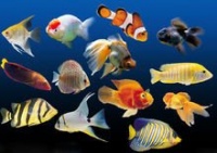 热带鱼(热带水域生活鱼类总称)