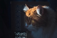 猫咪能看见鬼魂吗？会员们讲述的令人毛骨悚然的故事！