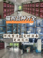 苏州银渐层猫去哪里买比较好？苏州这里是选购银渐层猫直销的好去处