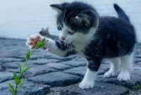 捡到的流浪猫幼仔很可爱，能带回家养吗？能，但这些事情你要做