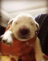 铲屎官用5年的踩雷经验来告诉你，初次养狗要注意的十个问题