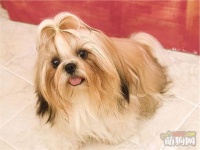 美容可使狗狗更具个性魅力