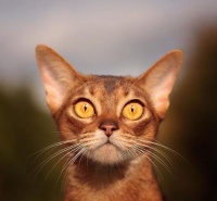 猫咪眼睛最不能缺少的微量元素，少了它，猫咪可能会失明！