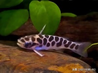 进来看看你认识多少种观赏鱼（八十二）