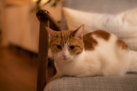 中华田园猫吃什么？主食优选、营养配比，告别肥胖泌尿问题！