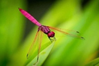 怎么样才能养熟犬类宠物，怎么样才能养熟犬类宠物呢