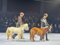 超萌预警！第五届上海宠物时装周开幕，萌到你了吗？