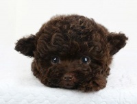 泰迪可以吃什么？