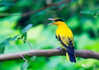 “黄鹂鸟食谱大揭秘，宠物主人必看！”