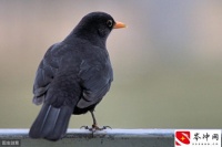 乌鸫鸟吃什么食物