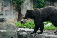 宠物金鱼被弃后释放磷质致湖水浑浊，美国动物园官员想出一种非传统妙招来化解