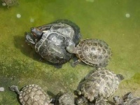 原创丨新手龟苗如何养护