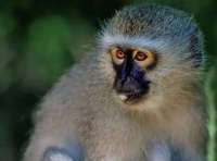 世界名猴——侏长尾猴