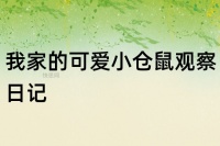 我家的可爱小仓鼠观察日记