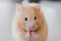 仓鼠没人照顾能活几天（怎么办）