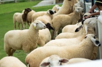 养羊的精饲料别再买了！配方和方法教你，在家也能配，更省钱