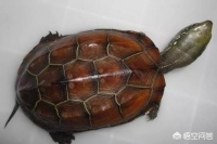 野生龟、外塘龟、温室龟，怎么区分这三种龟？