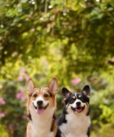 养一只柯基的花费有多大？（穷养柯基的费用详细分析，让你做好准备）