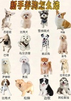 如何鉴别狗狗什么品种（鉴定狗狗品种app）