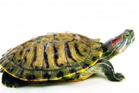 巴西龟能吃鸡蛋吗（怎么喂）