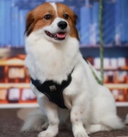 促进宠物经济发展，浙江六部门出台意见