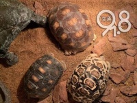 杭州小伙买卖自家的“龟儿子”被判刑