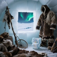 宠物猫尿不湿品牌排行榜大揭秘