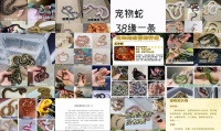 最便宜的宠物蛇品种
