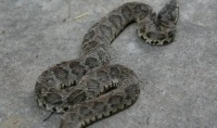 农村常见的灰色的蛇