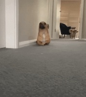 揭秘狗狗的6种性格：从活泼到冷静，你了解你的毛小孩吗？—顶端新闻