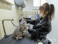 “小”萌宠激发“大”市场