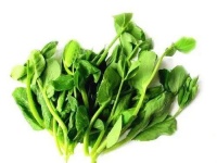 猫咪能吃哪些豆苗？嫩绿豆苗、紫苏叶、豌豆苗……它们都安全吗？