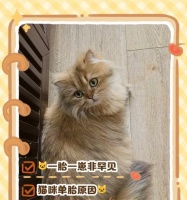 小猫离开母猫的最佳时机（观察小猫行为确定离开时间）