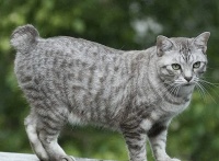 猫咪肥胖症：预防、治疗与日常护理