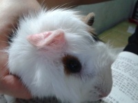 【荷兰猪吃什么,不吃什么】